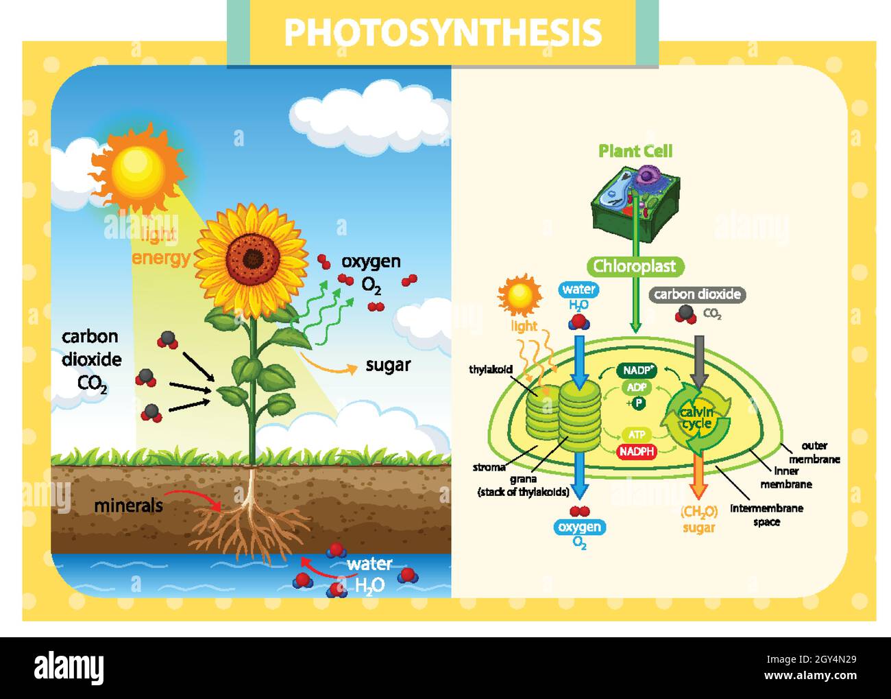 Diagrama que muestra el proceso de fotosíntesis en la ilustración de girasol  Imagen Vector de stock - Alamy