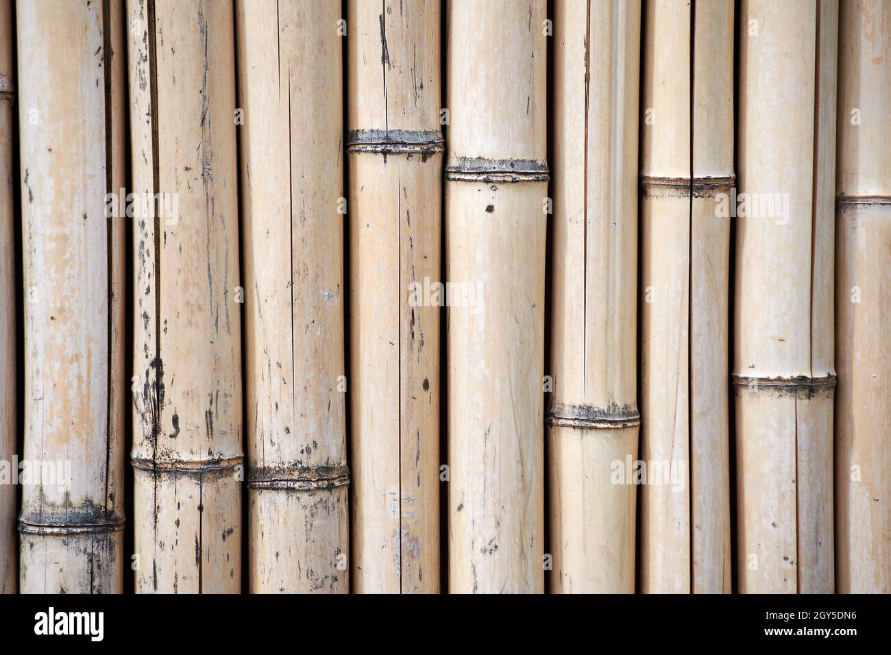 Textura de fondo natural de bambú. Plantas y respaldos de árboles con espacio de copia Foto de stock