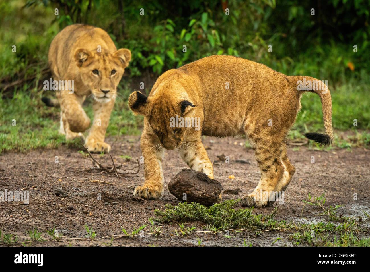 El cachorro de león acecha a otro jugando con piedra Foto de stock