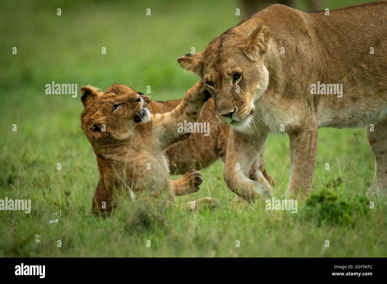 El cachorro de león se sienta con una leona que pasa por delante Foto de stock