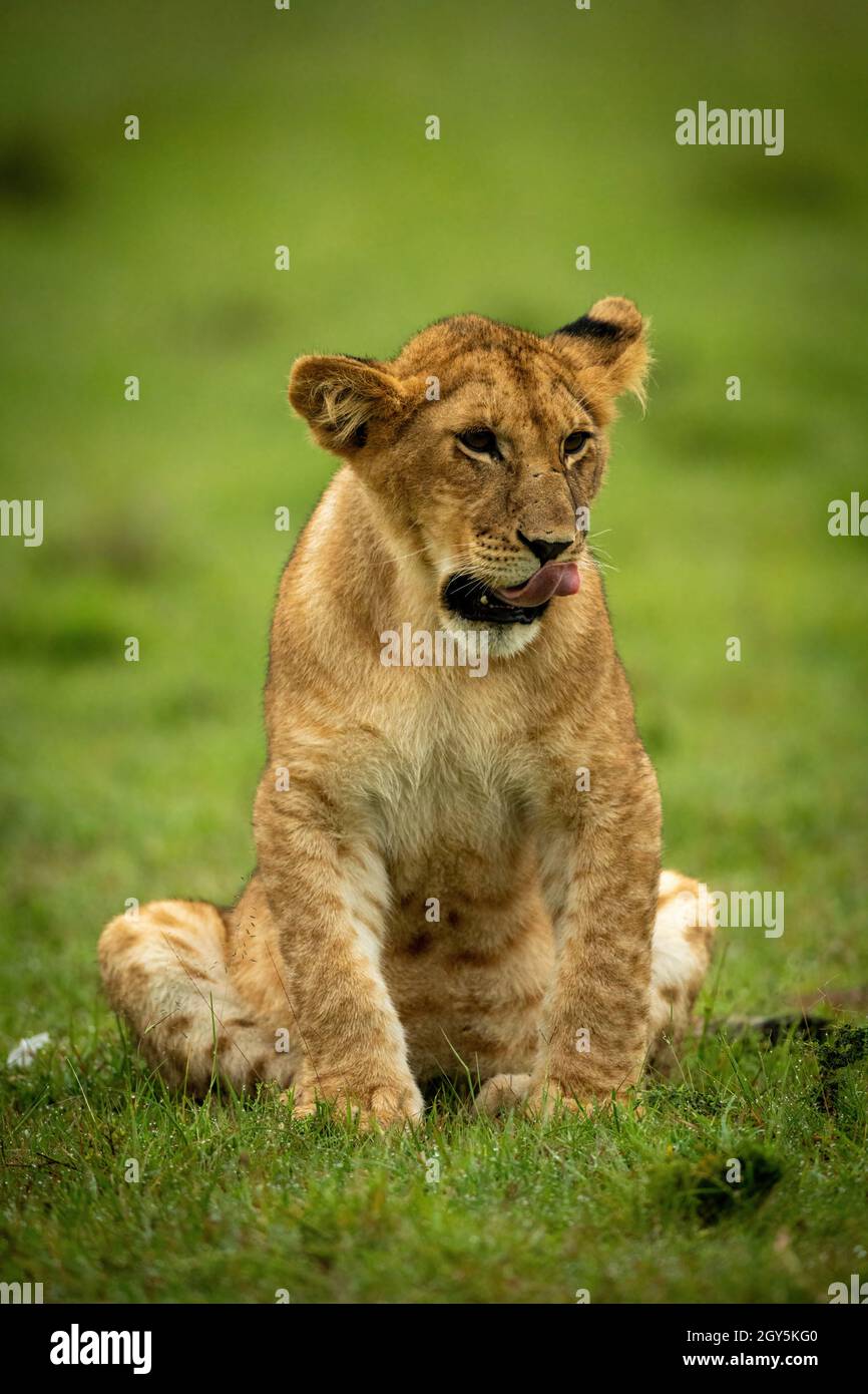Cachorro de león se encuentra en la hierba mirando hacia abajo Foto de stock