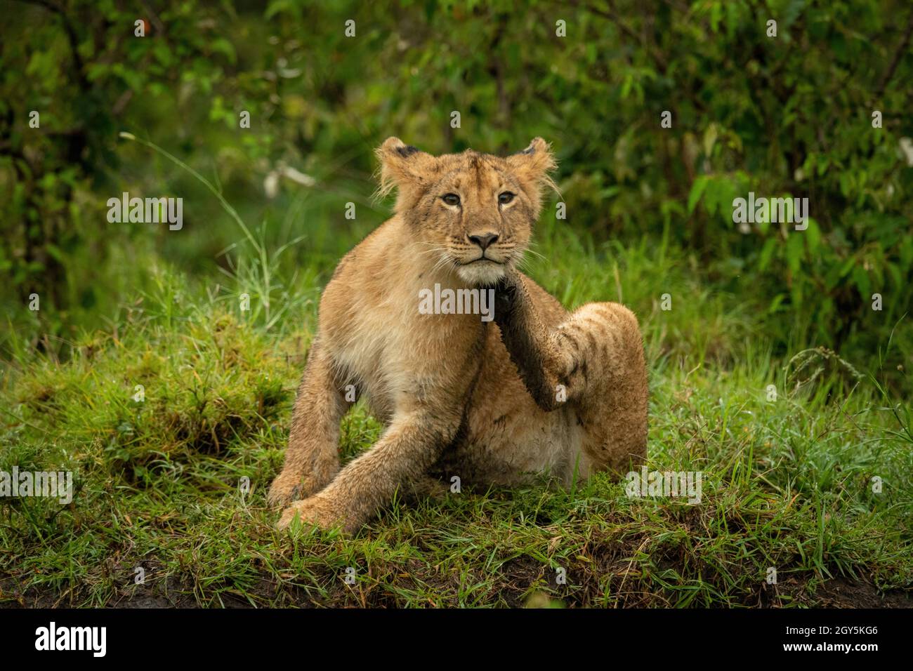 El cachorro de león se sienta en la mandíbula de rascado de hierba Foto de stock