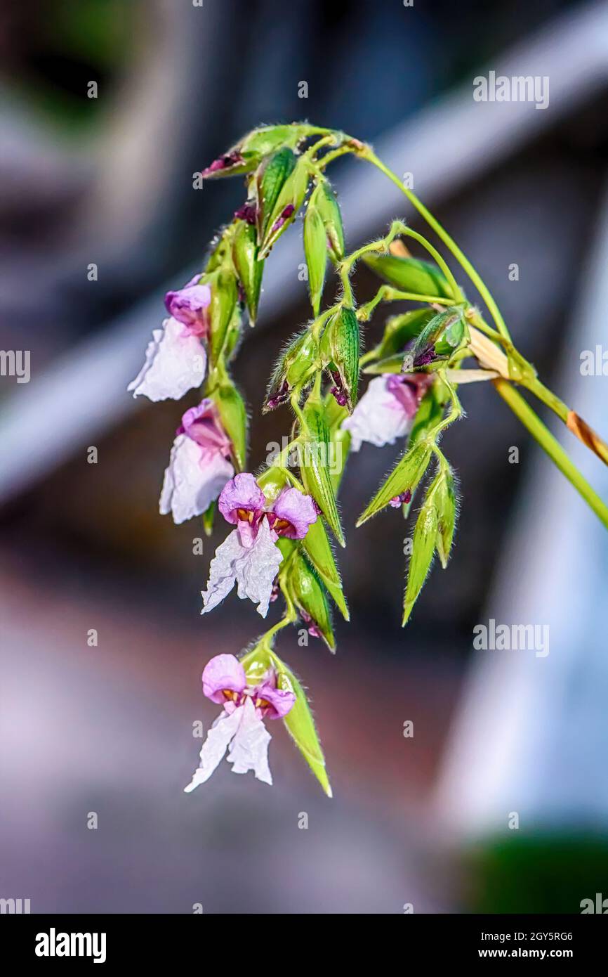 Marantaceae es una flor, que es muy bonito y pendientes. Las flores son pequeñas Fotografía de stock - Alamy Marantaceae es una flor, que es muy bonito y pendientes. Las flores son pequeñas Fotografía de stock - Alamy