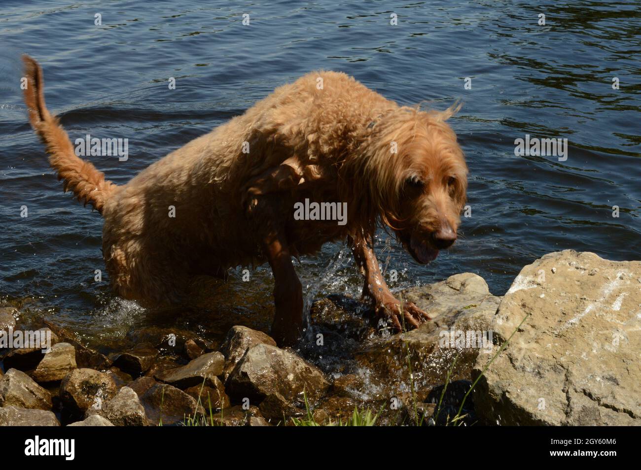 Un perro adulto emerge del agua dulce a orillas del río durante las horas  de luz del día Fotografía de stock - Alamy