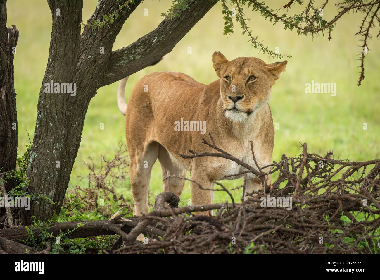 Lioness está mirando más allá de la espina en la pradera Foto de stock