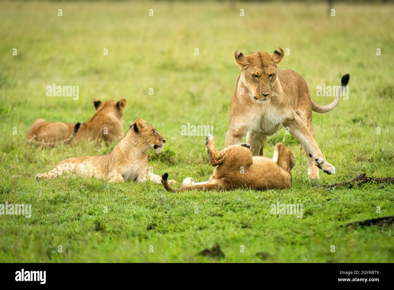 La leona juega peleando con el cachorro cerca de otros Foto de stock