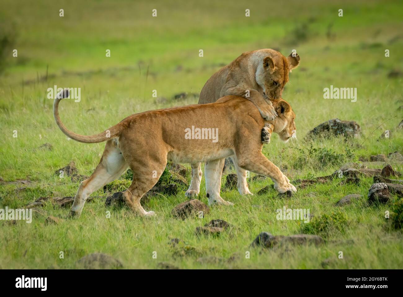 Lioness agarra otra caminata en la pradera Foto de stock