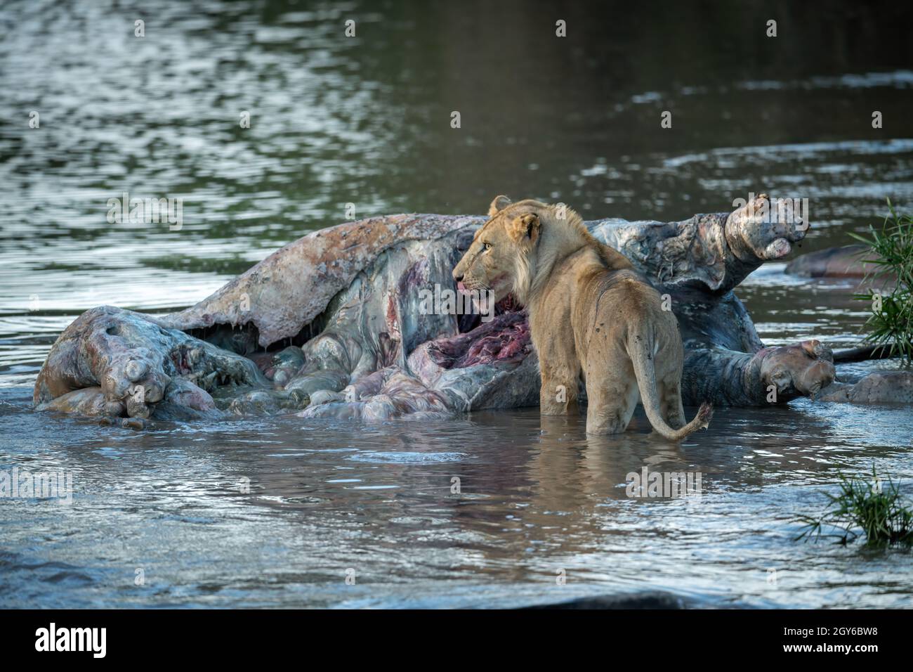 El león está lamer los labios por el hipopótamo muerto Foto de stock