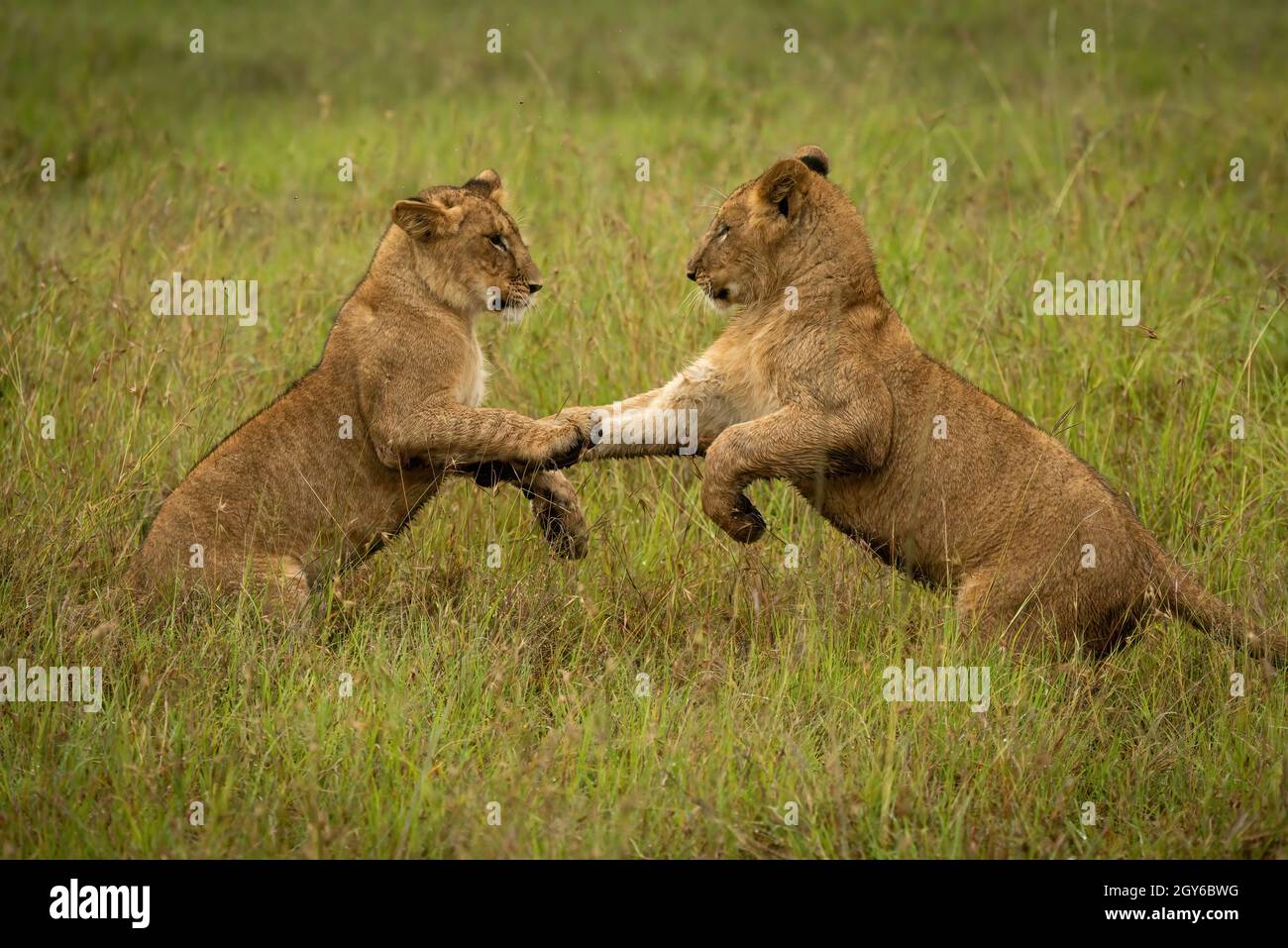 Cachorros de león en las patas traseras de la hierba Foto de stock