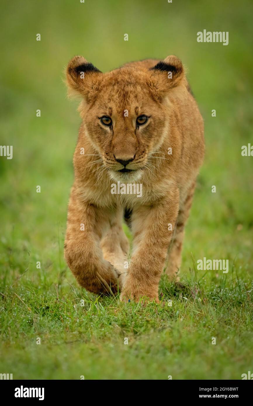 El cachorro de león camina hacia la pata de elevación de la cámara Foto de stock
