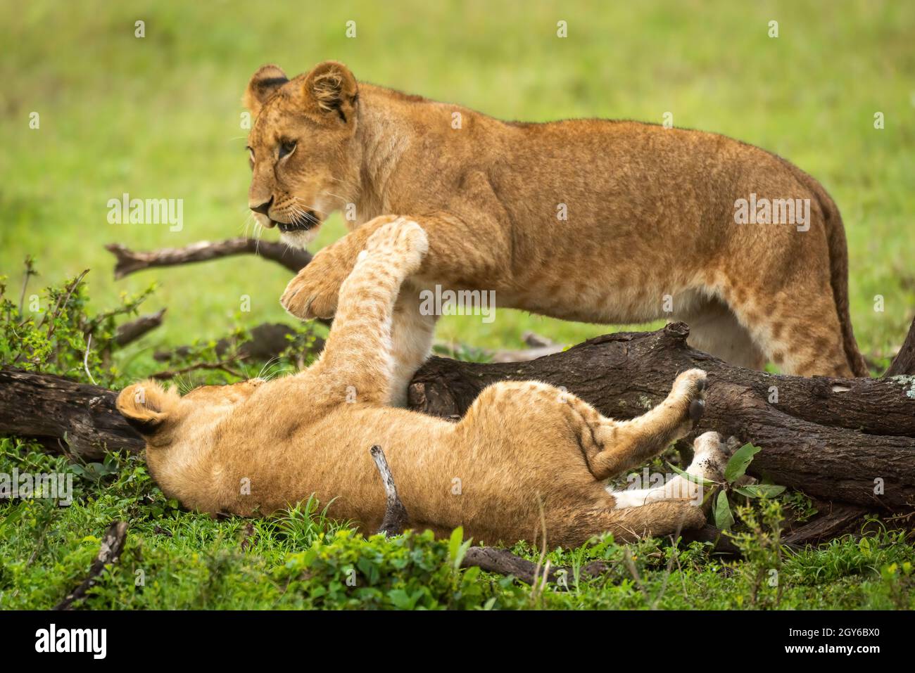 Los cachorros de león juegan luchando por rama caída Foto de stock