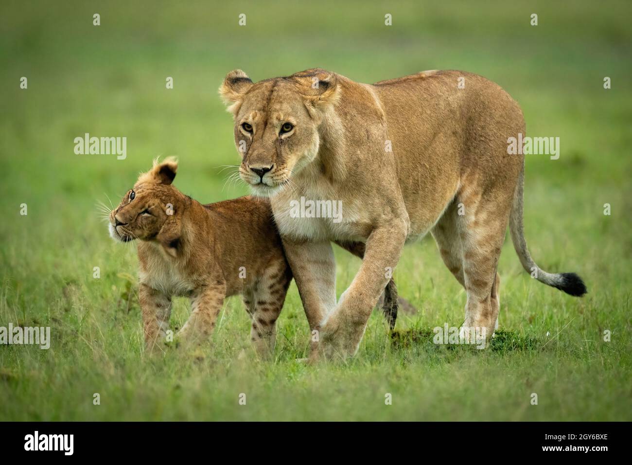 El cachorro de león camina con la leona sacudiendo la cabeza Foto de stock