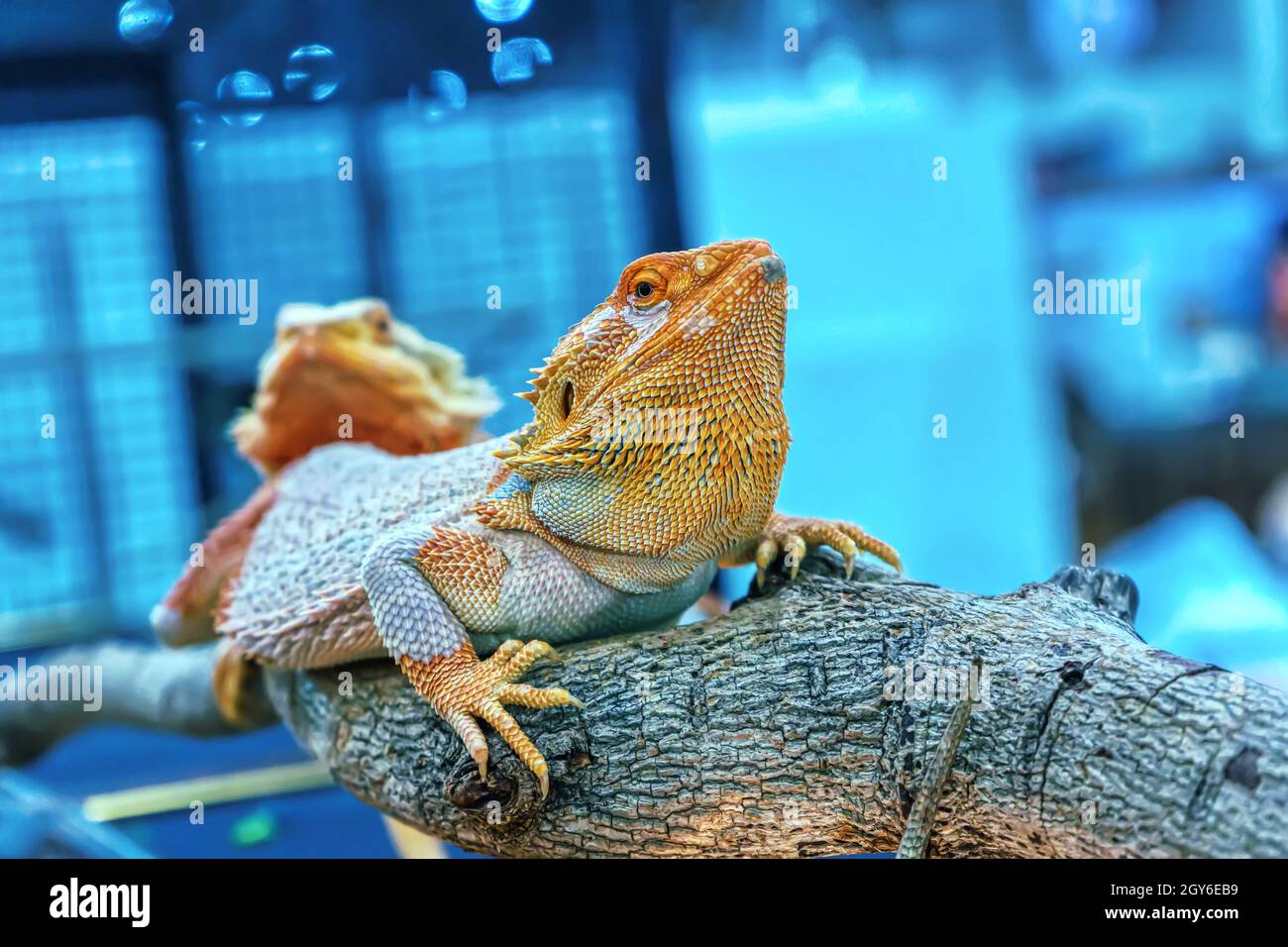 Por qué no Diplomático enero El lagarto de dragón barbudo es una mascota popular en Tailandia Fotografía  de stock - Alamy