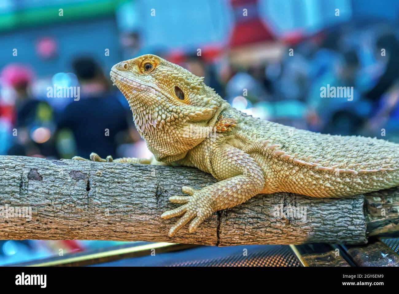 Por qué no Diplomático enero El lagarto de dragón barbudo es una mascota popular en Tailandia Fotografía  de stock - Alamy