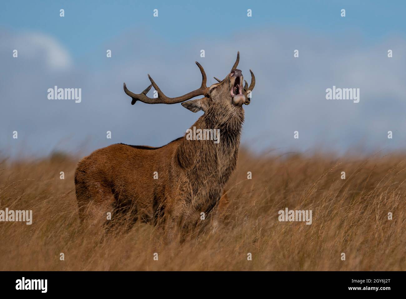 Routing Bellowing Red Deer Stag (Cervus elaphus) en un páramo inglés del norte en octubre. Foto de stock