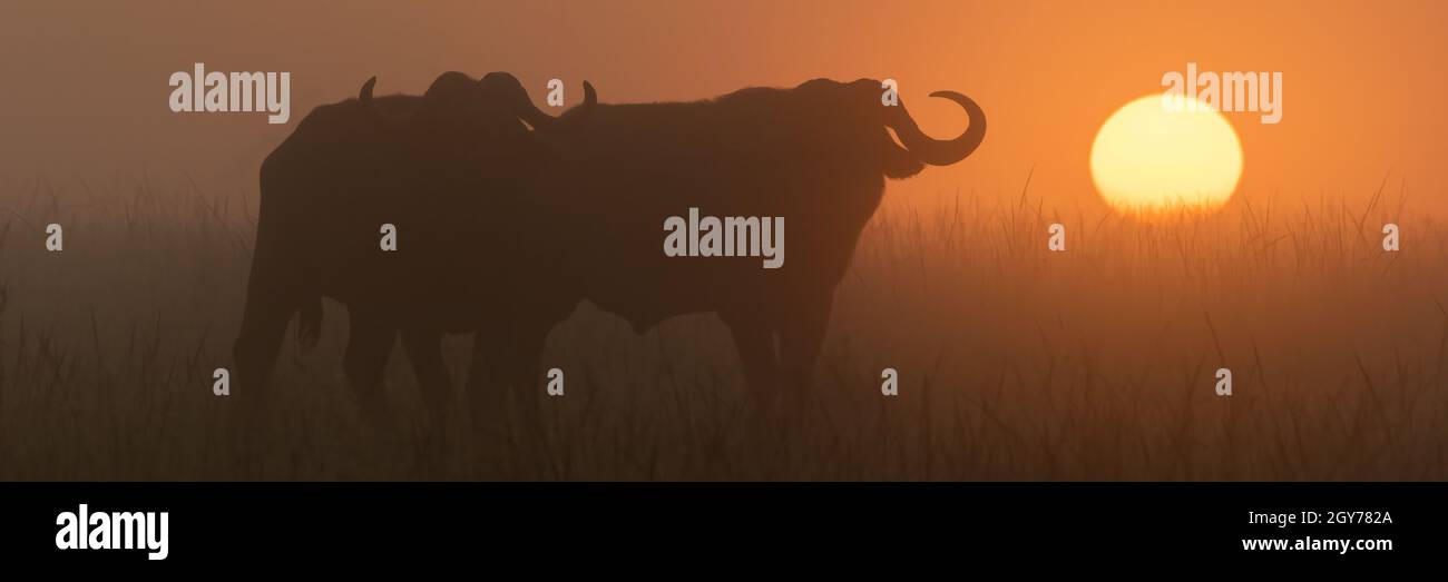 Panorama de dos búfalos de Cabo juntos Foto de stock