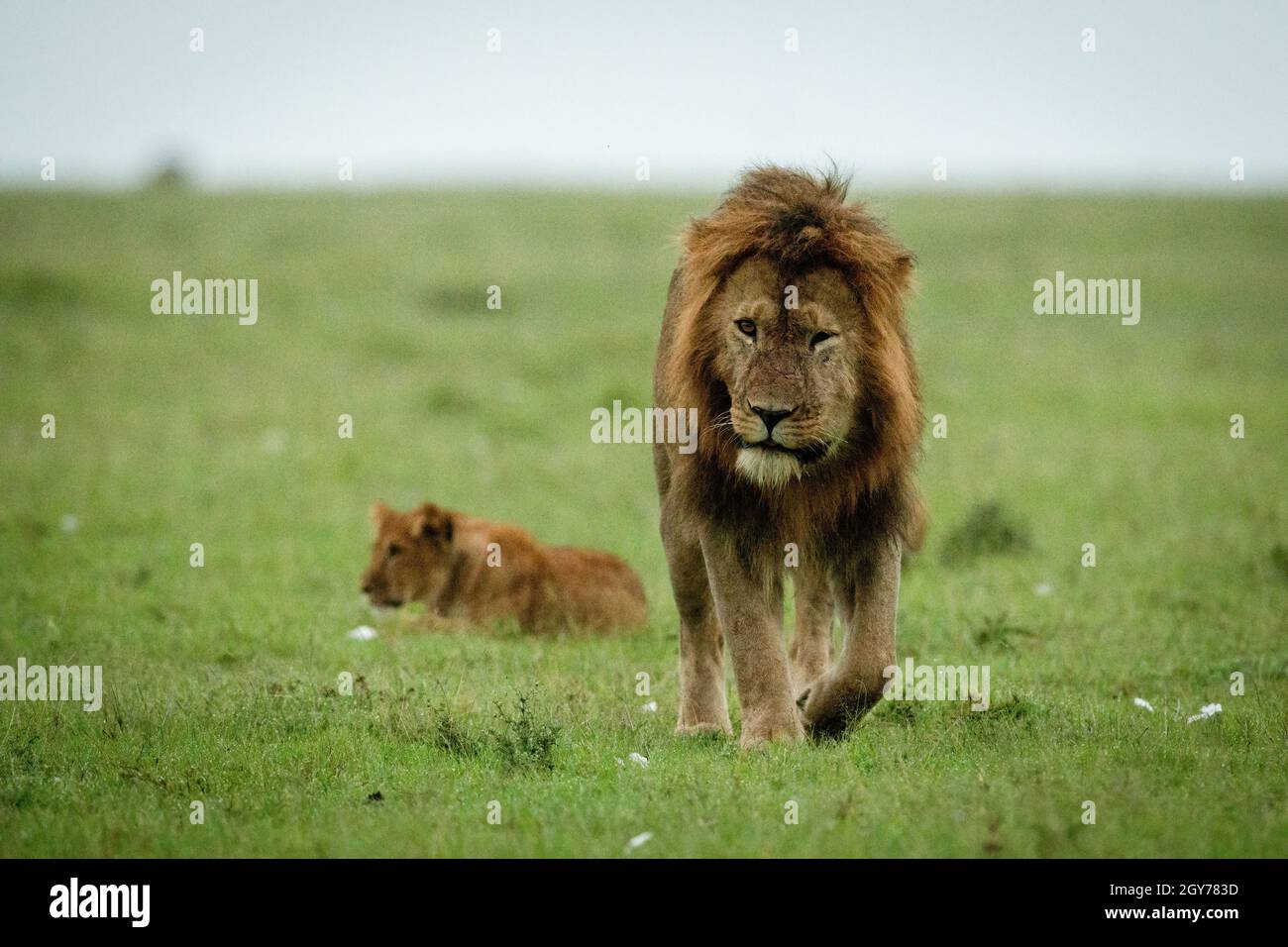 León masculino caminando lejos de cachorro de león Foto de stock