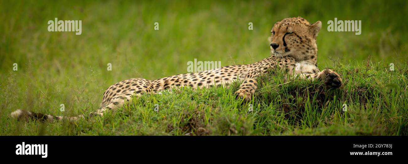 Panorama de cheetah soñoliento acostado sobre el montículo Foto de stock