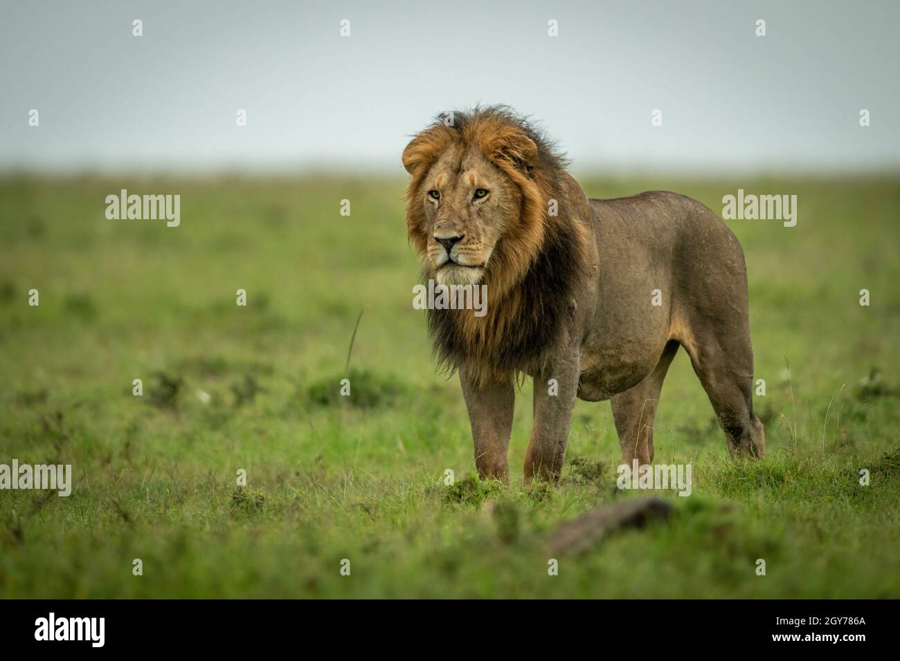 El león macho está mirando fijamente sobre praderas planas Foto de stock