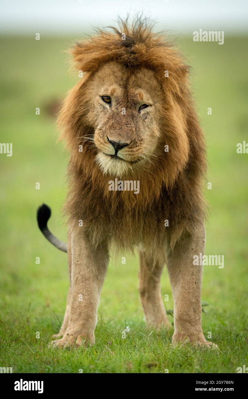 El león macho se apoya inclinando la cabeza hacia la cámara Foto de stock