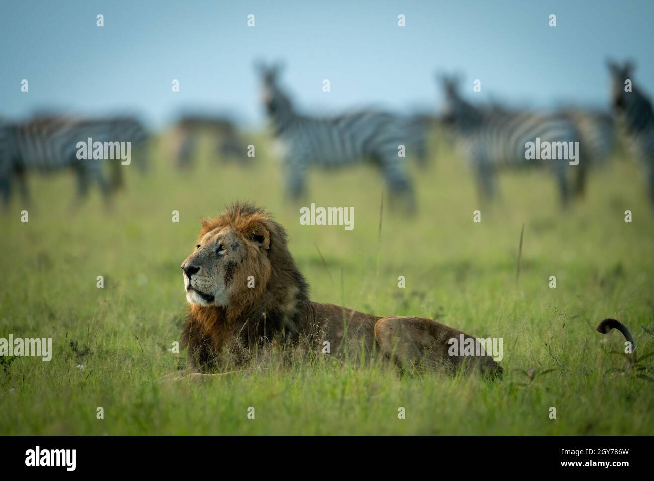 El león masculino yace en la hierba entre cebras Foto de stock
