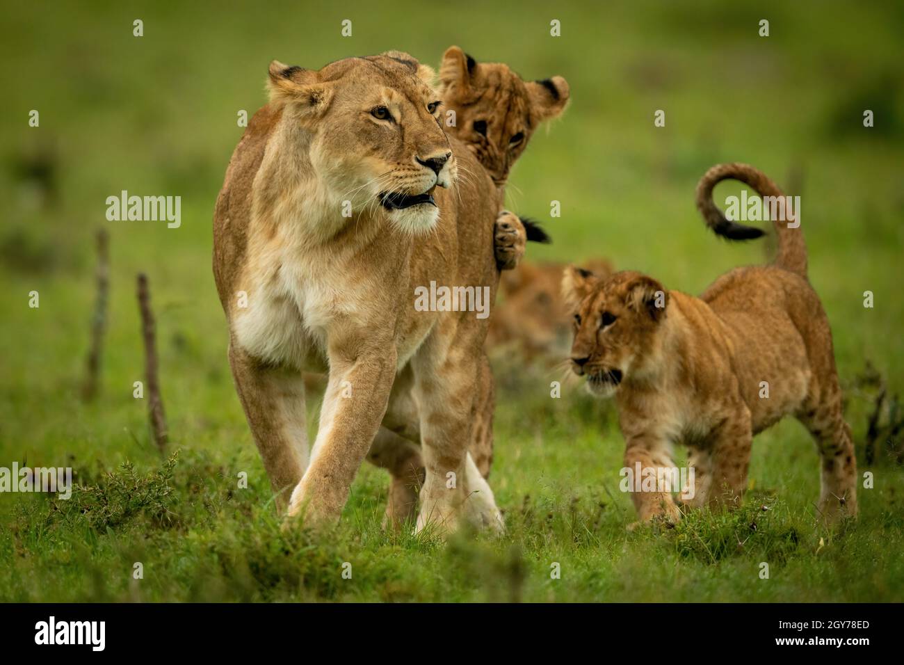 Lioness está jugando con cachorros en hierba Foto de stock