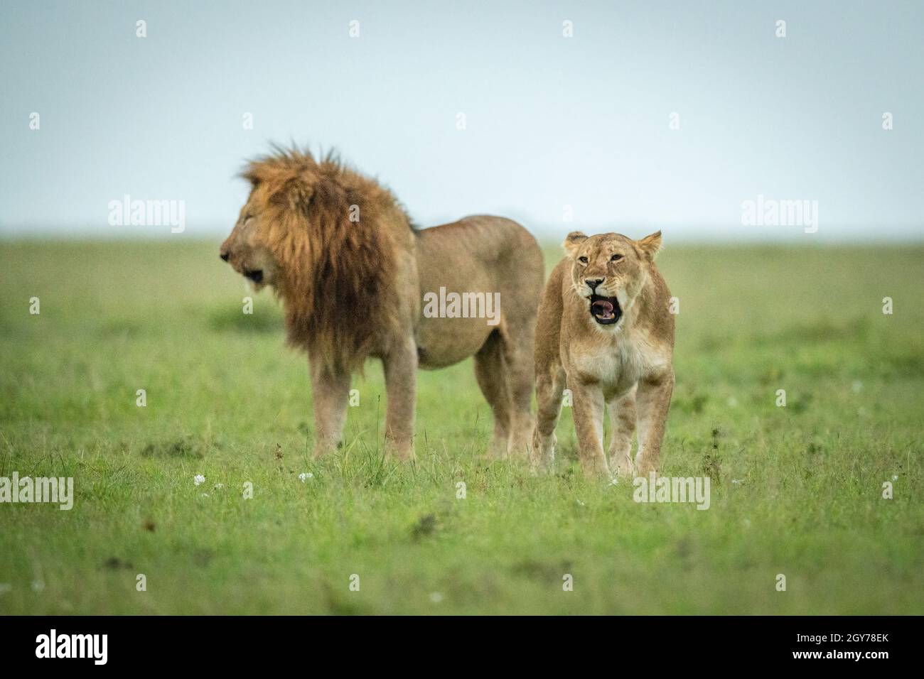 Lioness está bostezando mientras el hombre mira hacia fuera Foto de stock