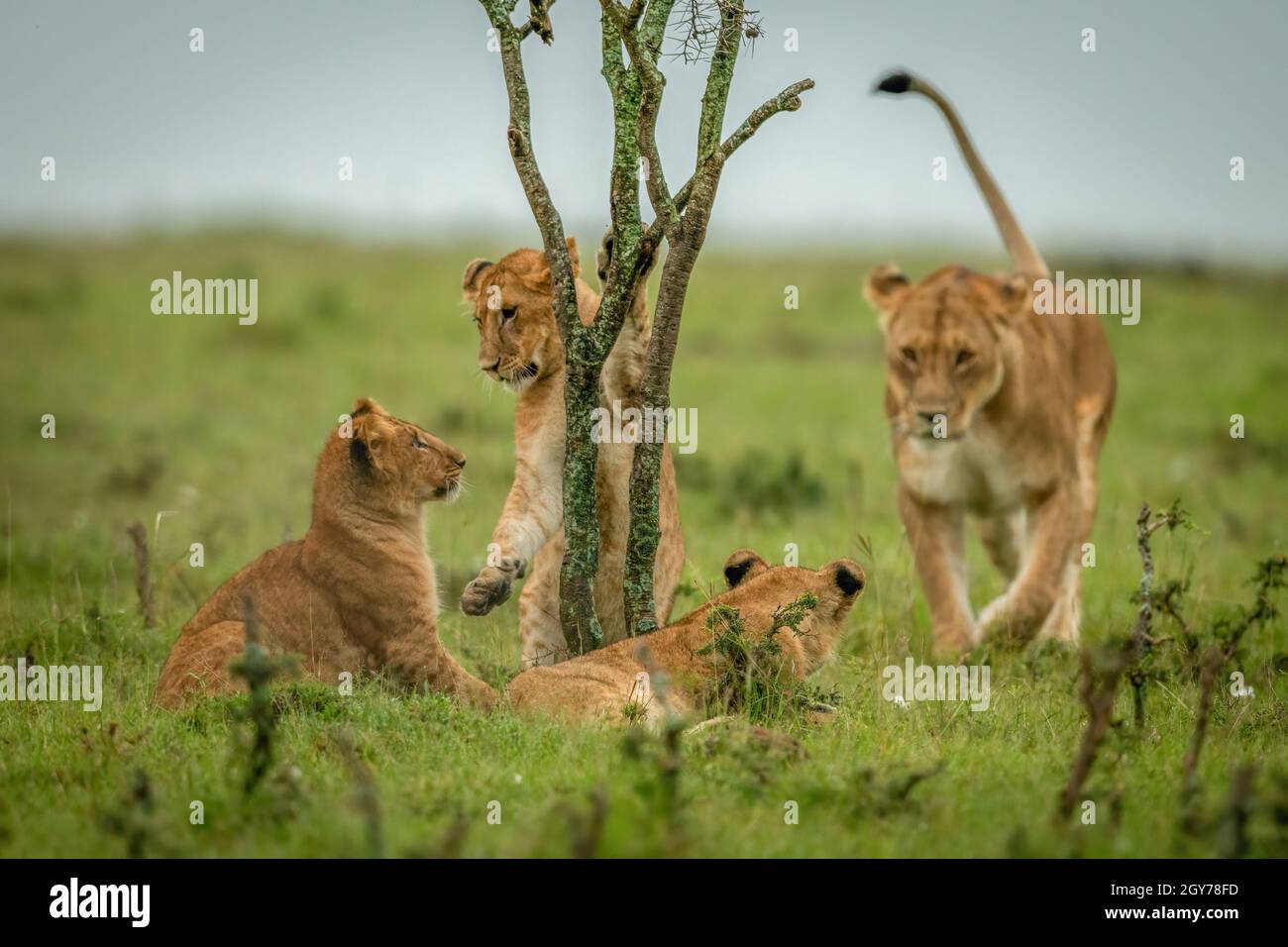 La leona camina hacia tres cachorros alrededor del arbusto Foto de stock