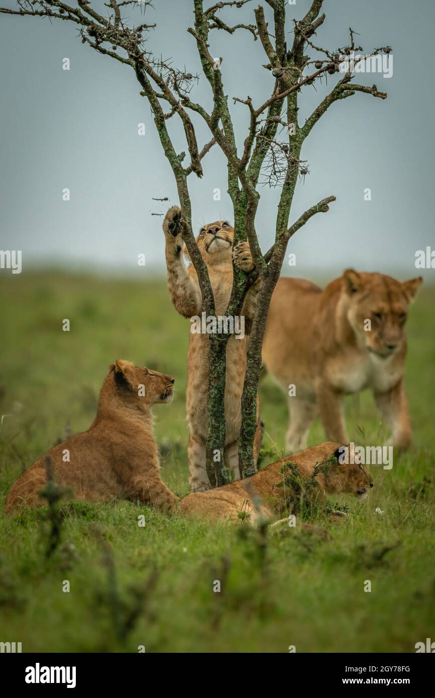 La leona camina por tres cubas alrededor de Bush Foto de stock