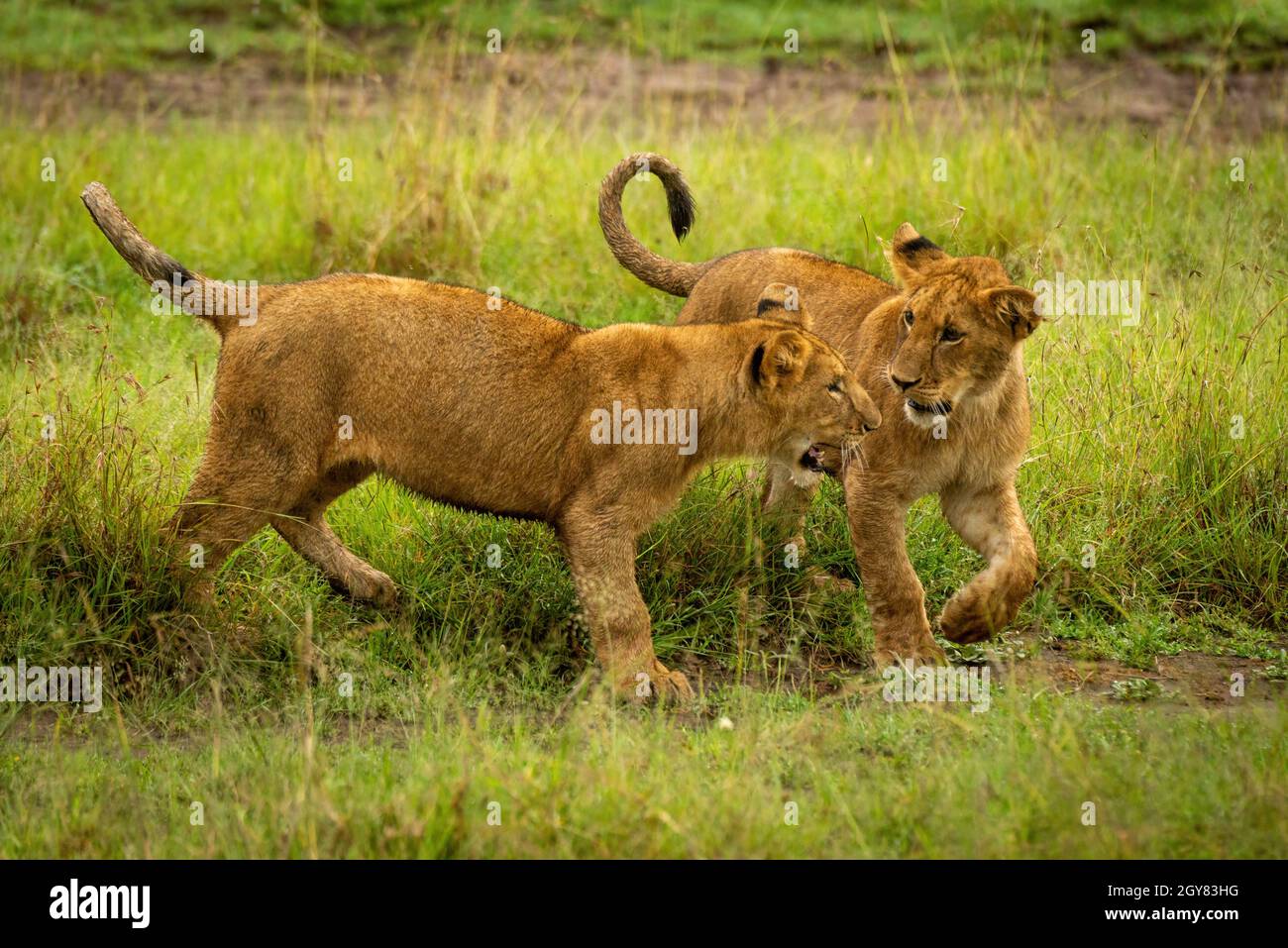 Dos cachorros de león jugar combates en hierba Foto de stock