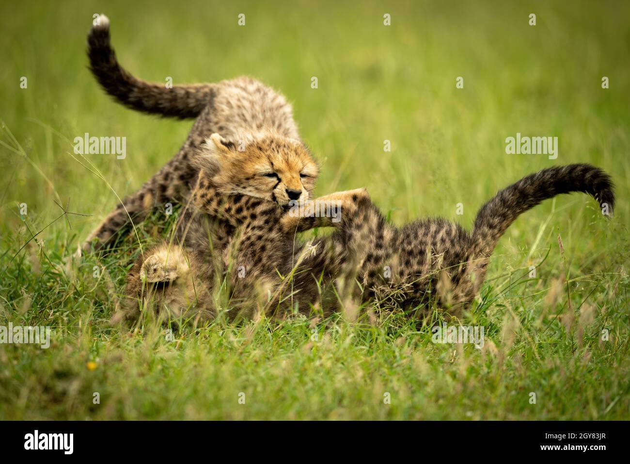 Dos cachorros de guepardo jugar luchando sobre el césped Foto de stock