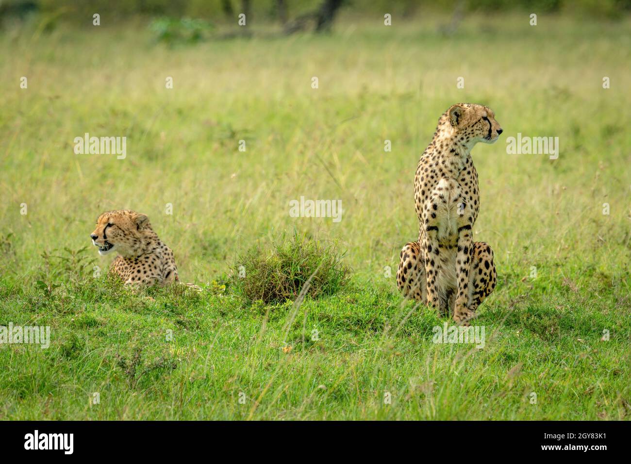 Dos guepardos se sientan y yacen en la pradera Foto de stock