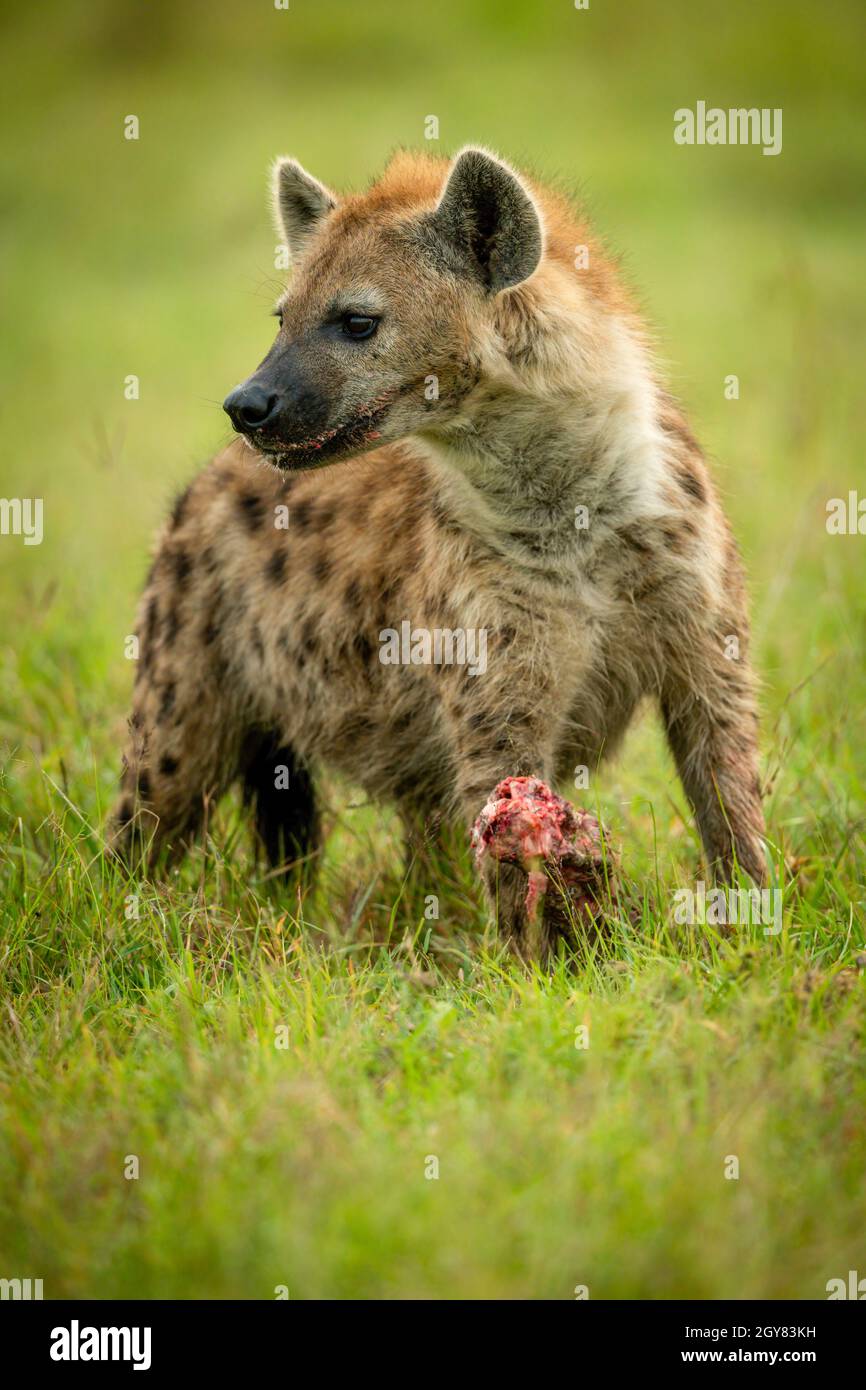 Hiena manchada se apoya en el hueso de protección de la hierba Foto de stock