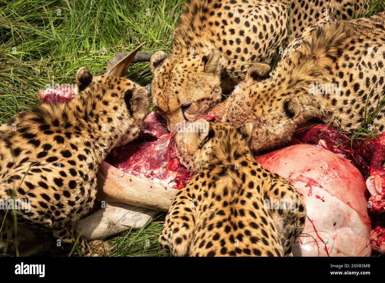 Sartén lenta de cuatro guepardos masticando la canal Foto de stock