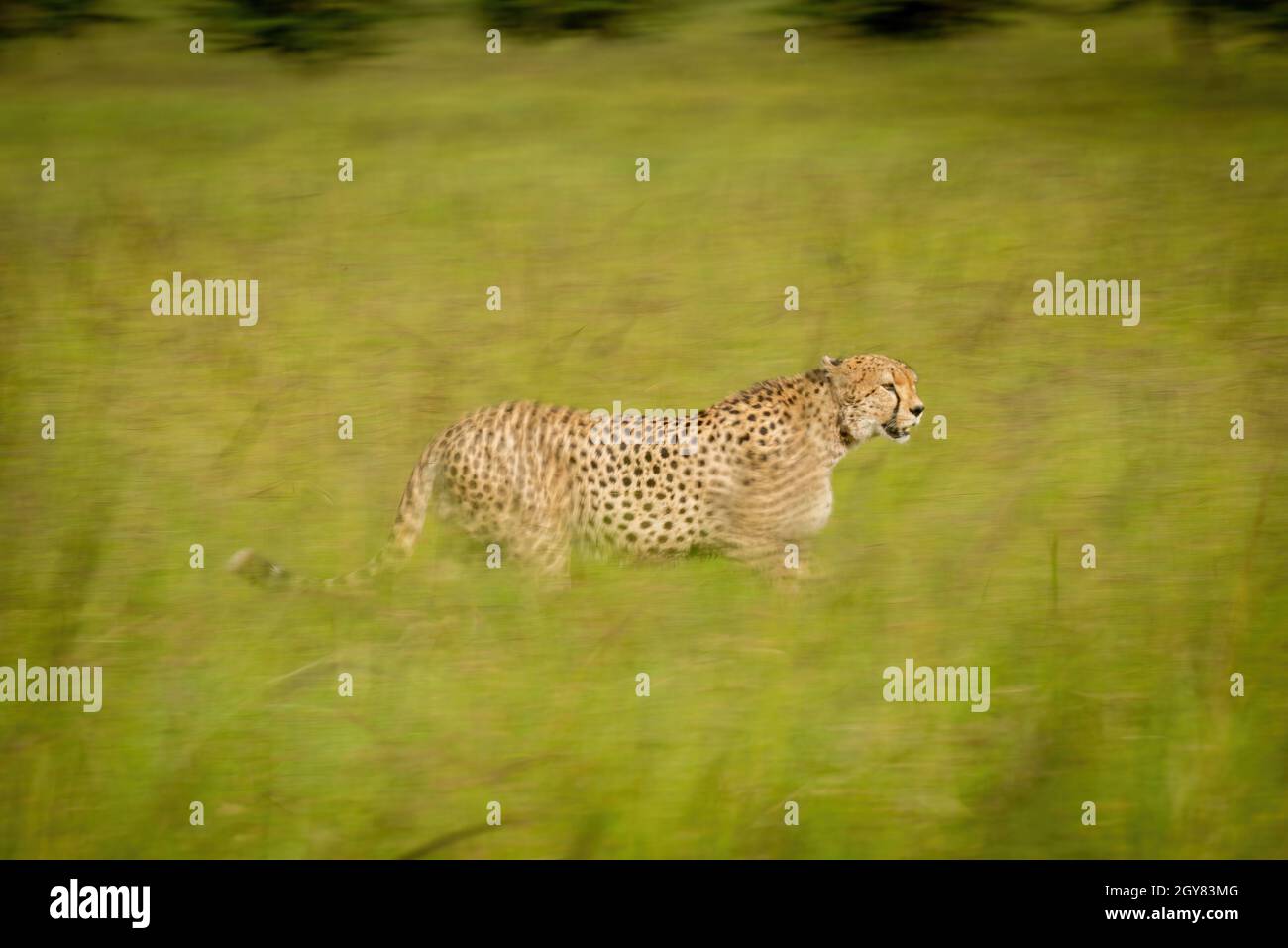 Sartén lenta de guepardo caminando a través de la pradera Foto de stock