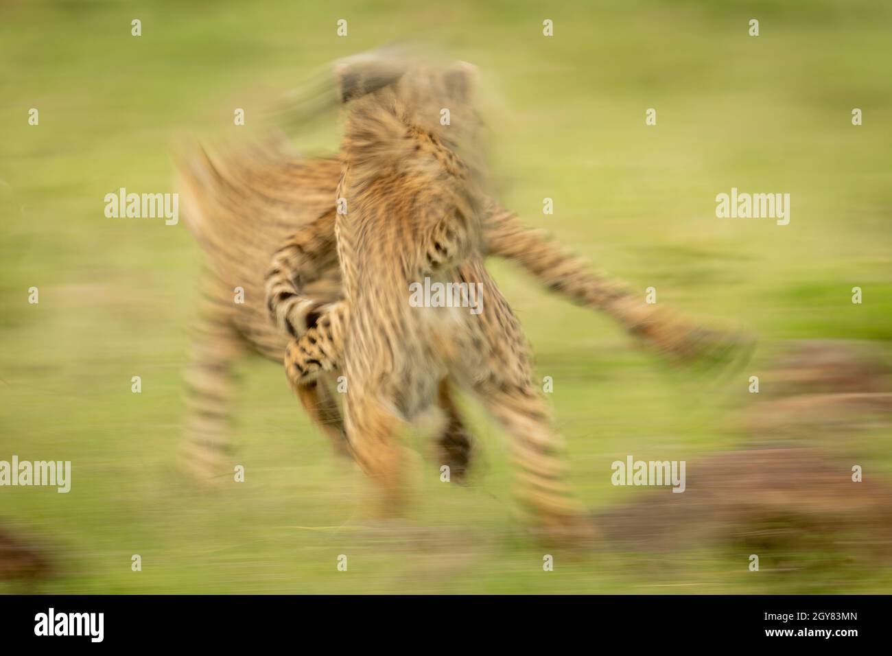 La sartén lenta de los cachorros de guepardo juega peleando Foto de stock