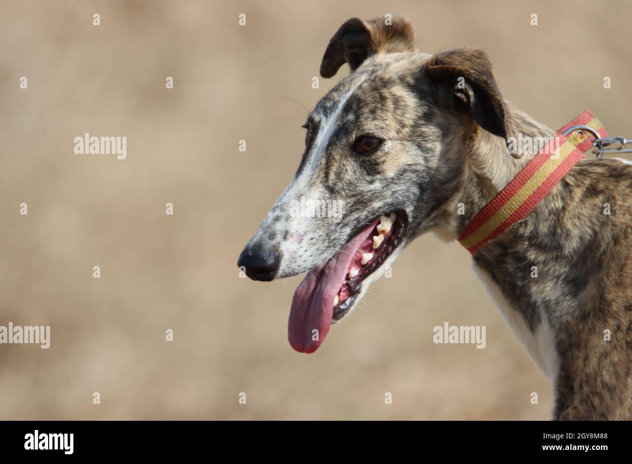 hermosa carrera de caza de energía de perros galgos españoles rápidos  Fotografía de stock - Alamy