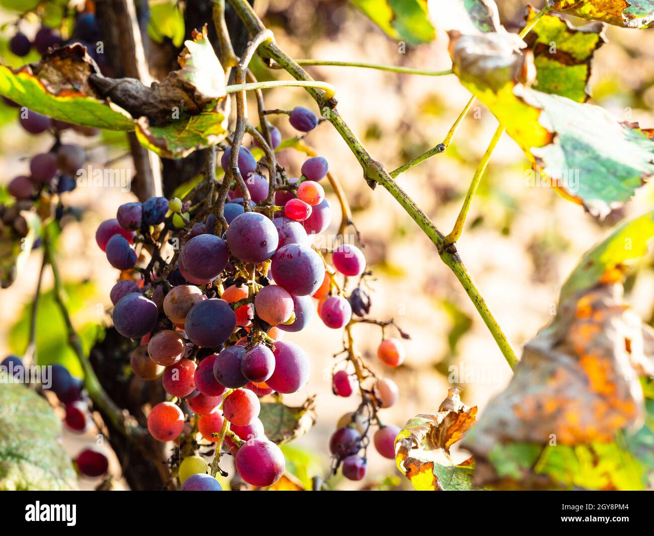 Hojas De Parra Secas Fotos e Imágenes de stock Alamy