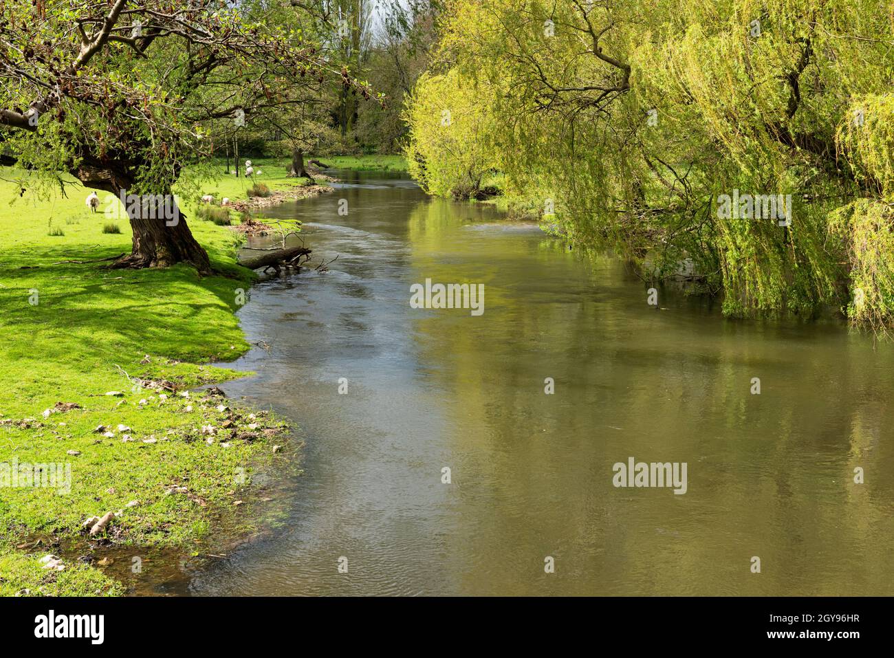 Río Stour cerca de Chilham, Canterbury en Kent, Inglaterra Foto de stock