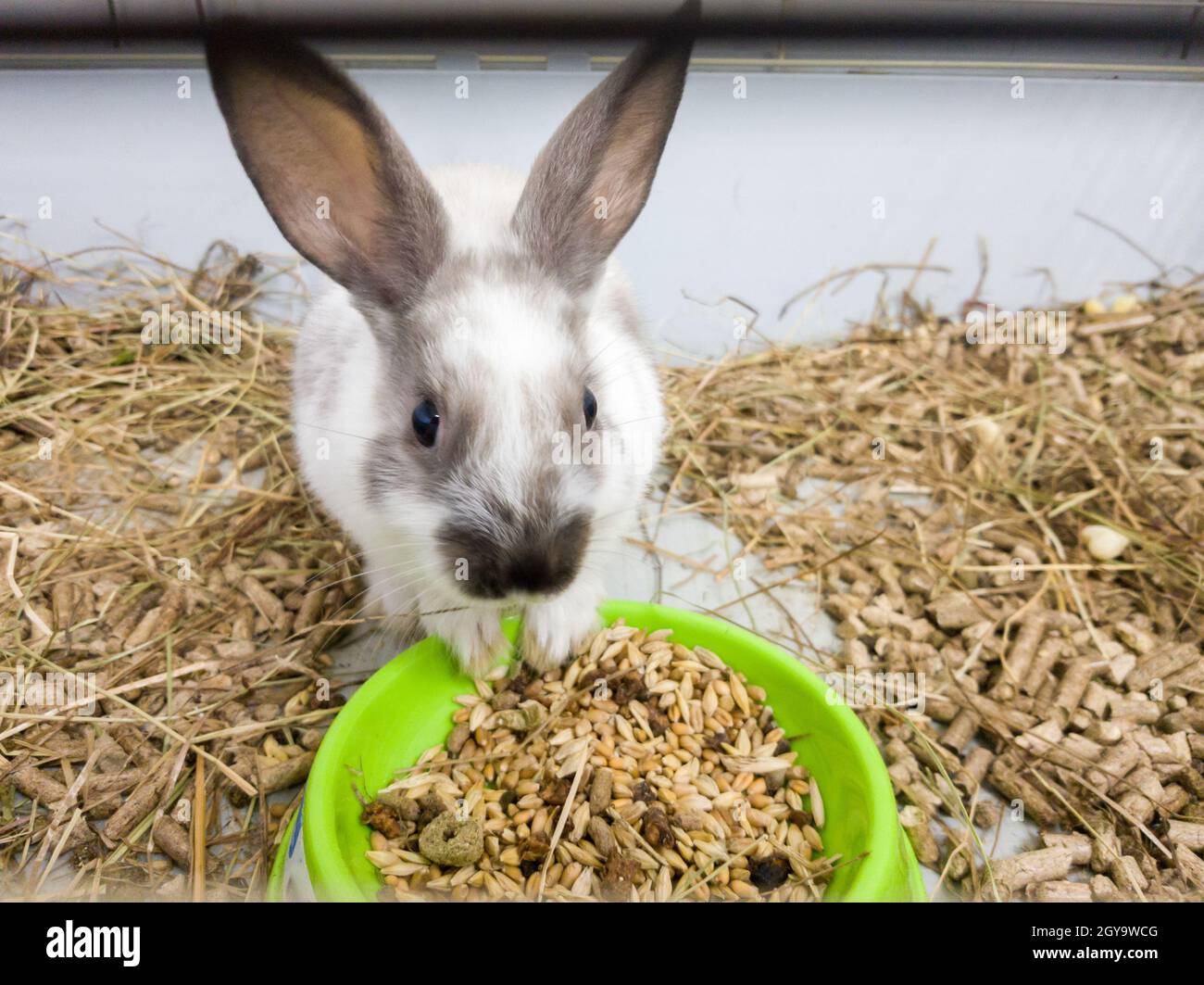 Conejo decorativo casero en una jaula gris de color gris-blanco. El conejo come de un tazón verde. Una serie de fotos de una mascota de roedores mona y esponjosa. Poco e Foto de stock