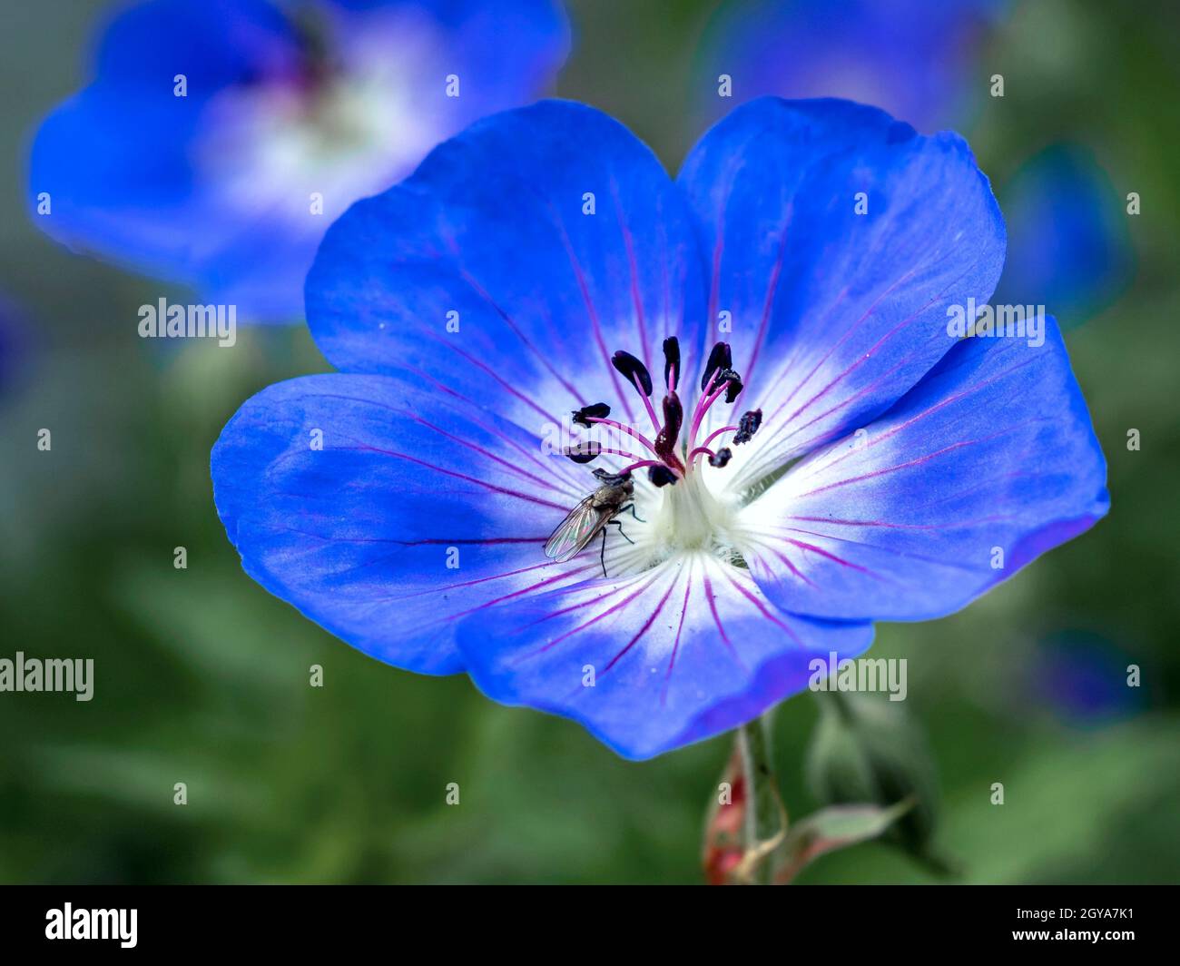 Primer plano de una flor de geranio de pico de cráneo azul con una mosca pequeña Foto de stock