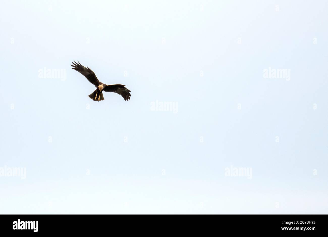 A Marsh Harrier, Circus aeruginosus, en la reserva natural Cley, Cley Next the Sea, Norfolk, Reino Unido. Foto de stock