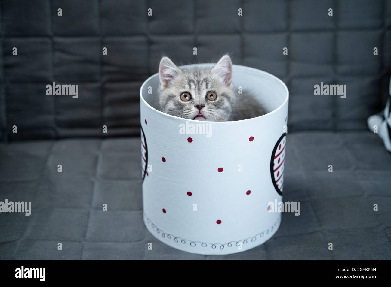 Gato bebé en una caja de regalo fotografías e imágenes de alta resolución -  Página 4 - Alamy