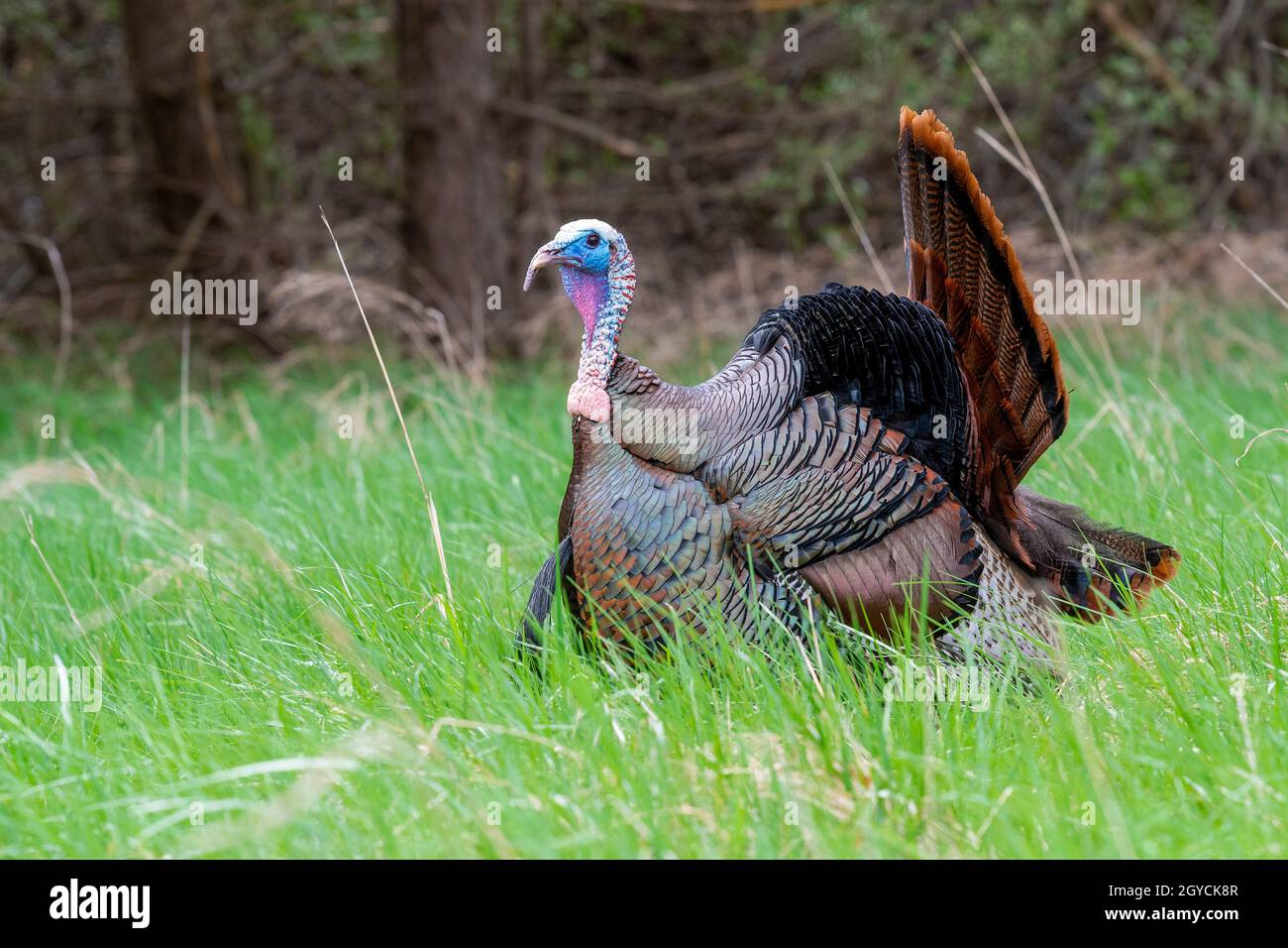 Turquía Silvestre del Este (Meleagris gallopavo silvestris), Primavera, E EE.UU., por Dominique Braud/Dembinsky Photo Assoc Foto de stock