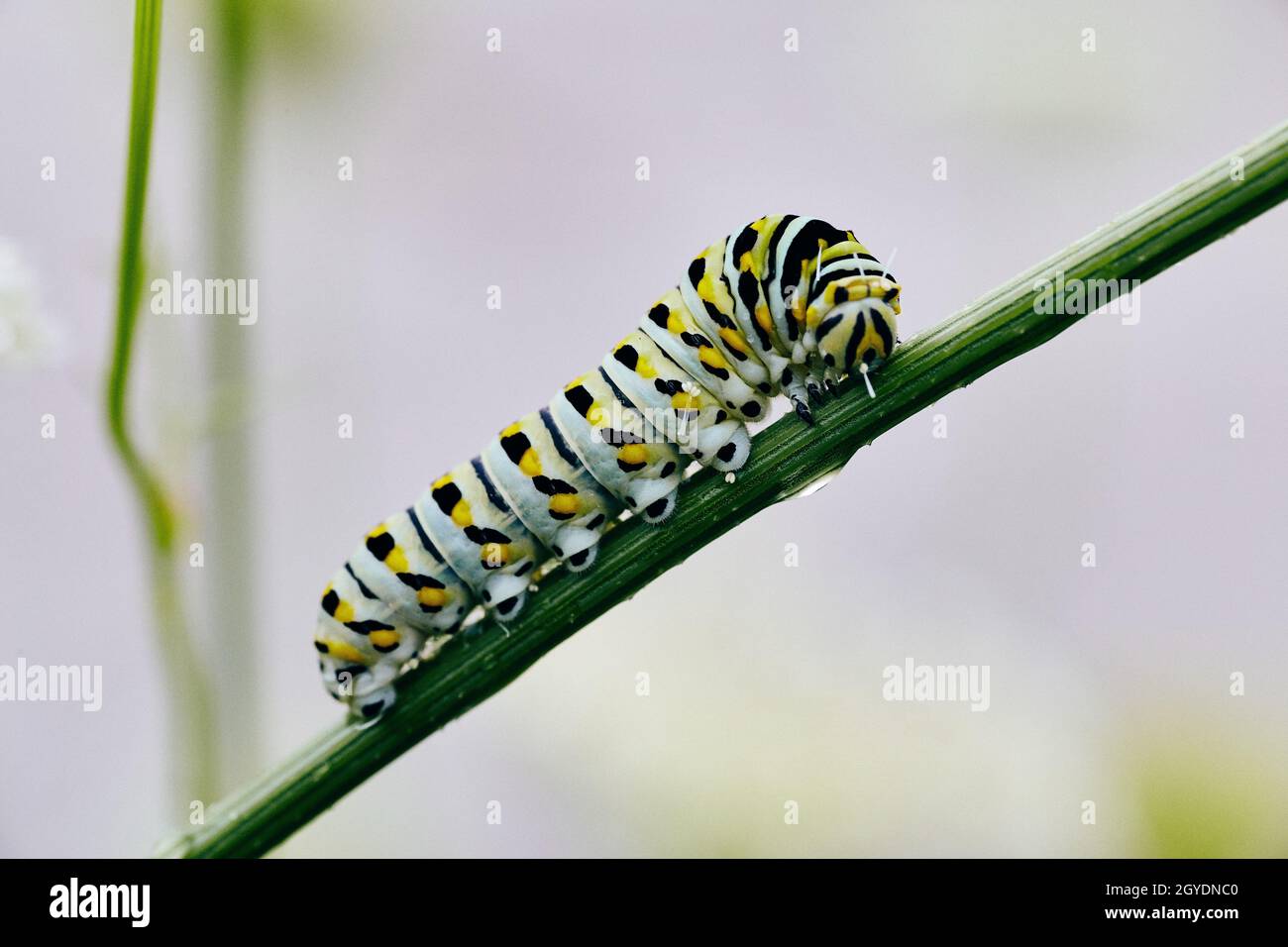 Oruga negra con manchas amarillas fotografías e imágenes de alta