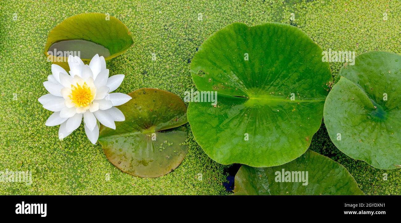 White Water Lily (Nymphaea odorata), floreciendo en un estanque de agua dulce, E USA, por Dominique Braud/Dembinsky Photo Assoc Foto de stock