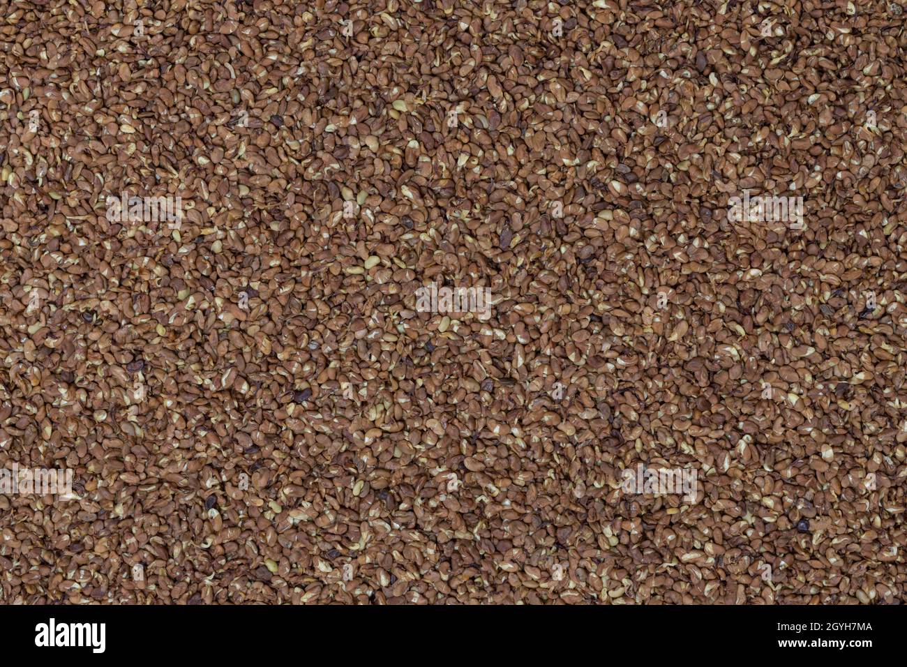 Detalle de alfalfa en marrón. Foto de stock