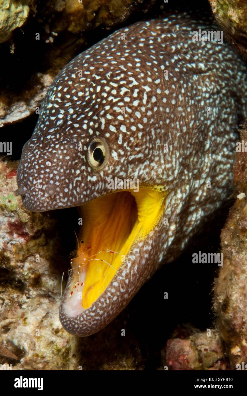 Gelbmaulmuräne Gymnothorax, nudivomer) öffnet Maul für Putzergarnele (Urocaridella antonbrunii), Rotes Meer, Jordanien, Asien Foto de stock