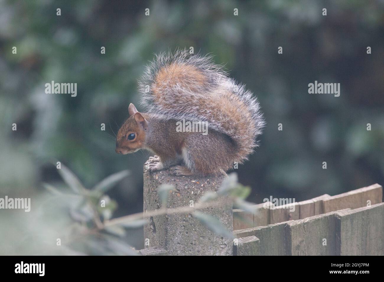 Clima del Reino Unido, 8 de octubre de 2021: Como el clima otoñal toma un giro inusualmente suave, una ardilla posa en una valla del jardín en Clapham, al sur de Londres. Anna Watson/Alamy Live News Foto de stock