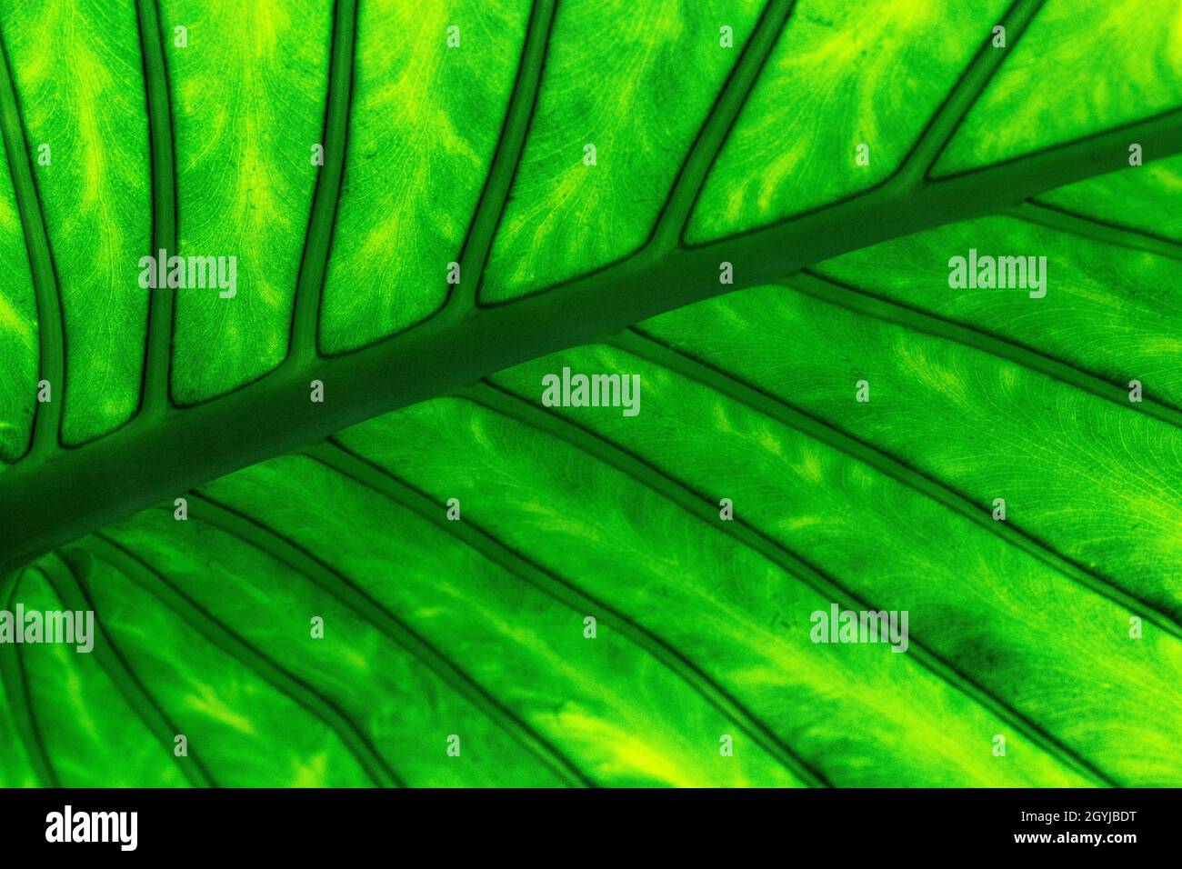 Primer plano Detalle de una hoja verde de planta tropical desde abajo. Muestra Central Ridge e irradiando 'Ribs'. Foto de stock